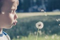 Dandelion nature child little cute. joy Royalty Free Stock Photo