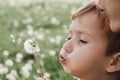 Dandelion nature child little cute. people small Royalty Free Stock Photo