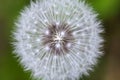 Dandelion with a nice green bokeh hold by a woman hand