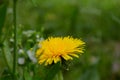 Dandelion officinalis is a herbaceous perennial plant with a height of 10-30 cm . It belongs to the family of compound flowers