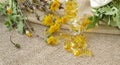 Dandelion oil softgels