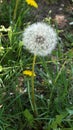 Dandelion Royalty Free Stock Photo