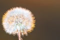 Common dandelion lat.TarÃÂ¡xacum officinÃÂ¡le at dawn.