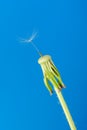 Dandelion with one seed on a blue background Royalty Free Stock Photo