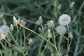 Dandelion in open space near fores Royalty Free Stock Photo