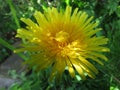 Glorious Dandelion