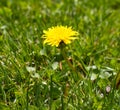 Dandelion over green grass for springtime flora and natural backyard