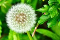 Dandelion white ball pappas Royalty Free Stock Photo