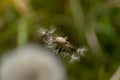 Dandelion pappus against a natural green background.