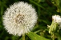 Dandelion pappus, Baden Wuttenberg