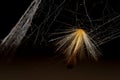 Dandelion pappus on a cobweb on a blurred dark background