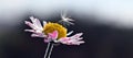 Dandelion pappus on the daisy, Bellis perennis Royalty Free Stock Photo