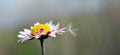 Dandelion pappus on the daisy, Bellis perennis