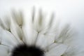 dandelion pappus surrounded by an abstract atmosphere, abstract puffball