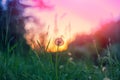 Dandelion parachute against pink sunset sky at sunset Royalty Free Stock Photo