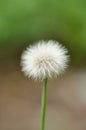 Dandelion parachute ball Royalty Free Stock Photo