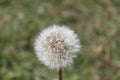 Dandelion parachute ball Royalty Free Stock Photo