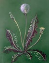 Dandelion, pastel, plant, spring, nature, flower, art. green garden,