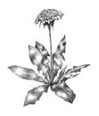 Dandelion. Pencil sketch Royalty Free Stock Photo