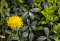 Dandelion in periwinkle leaves. Yellow dandelion flower. Close. Spring green. Spring mood.