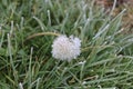 Dandelion with a crown of ice Royalty Free Stock Photo