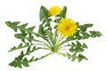 Dandelion plant