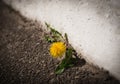 Dandelion plant in bloom breaking through the sidewalk. Will to live and strength of mind concept. Force of nature