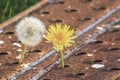 Dandelion plant is born between the holes of an old rusty metal plate, Taraxacum officinale Royalty Free Stock Photo