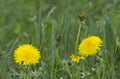 Dandelion plant with a fluffy yellow bud. Yellow dandelion flower growing in the ground Royalty Free Stock Photo