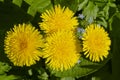 Dandelion plant with a fluffy yellow bud. Yellow dandelion flower growing in the ground Royalty Free Stock Photo