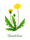 Dandelion plant, food green grasses herbs and plants collection Royalty Free Stock Photo
