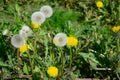 Dandelion. Plant A genus of perennial herbaceous plants of the Asteraceae family Royalty Free Stock Photo