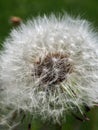 Dandelion plant gone to seed Royalty Free Stock Photo