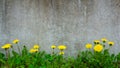 Dandelion plant growing at concrete wall - Survivor Environment Concept Royalty Free Stock Photo