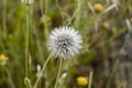 Dandelion plant .Matural , Blurred background .