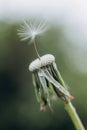 Dandelion plant one grain fluffy seeds spread Royalty Free Stock Photo