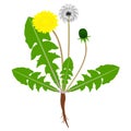 A dandelion plant with roots isolated on a white background. Royalty Free Stock Photo