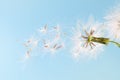 Dandelion plant with seeds isolated Royalty Free Stock Photo