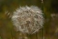 Dandelion plant in a state of seed dispersal Royalty Free Stock Photo