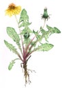 Dandelion plant Taraxacum officinale botanical drawing