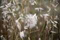 Dandelion plant