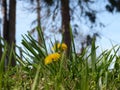 Dandelion Royalty Free Stock Photo