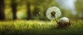 A dandelion puffs seeds in the wind, above it, two eggs rest in a nest on the green grass Royalty Free Stock Photo