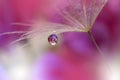 Dandelion on Purple Background Closeup.Tranquil Abstract Art Photography.Wallpaper.Floral Design.Beauty Nature.Summer Flowers.Drop Royalty Free Stock Photo