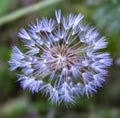 Fluffy white dandelion wet after rain on natural green background close up Royalty Free Stock Photo