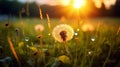 Dandelion with raindrop reflecting sunlight, nature s delicate interplay of rain and sunshine Royalty Free Stock Photo