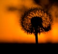 Dandelion in the rays of an orange sunset. Royalty Free Stock Photo