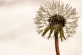 Dandelion reaching for the sky Royalty Free Stock Photo