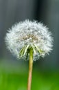 Dandelion ready to seed