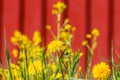 Dandelion with red blurry background Royalty Free Stock Photo